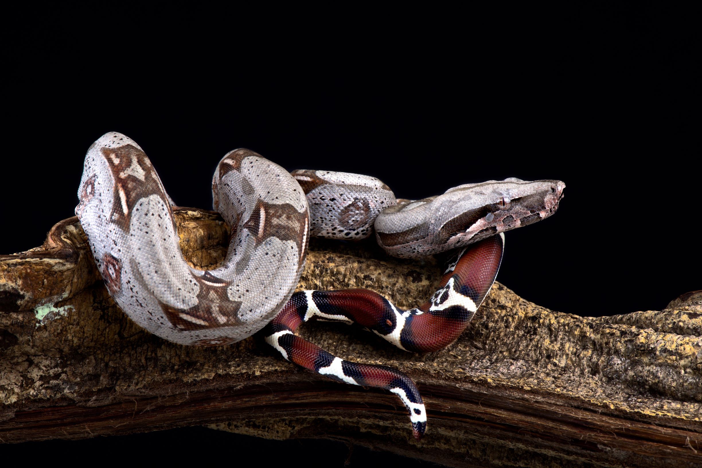 Boa constrictor size