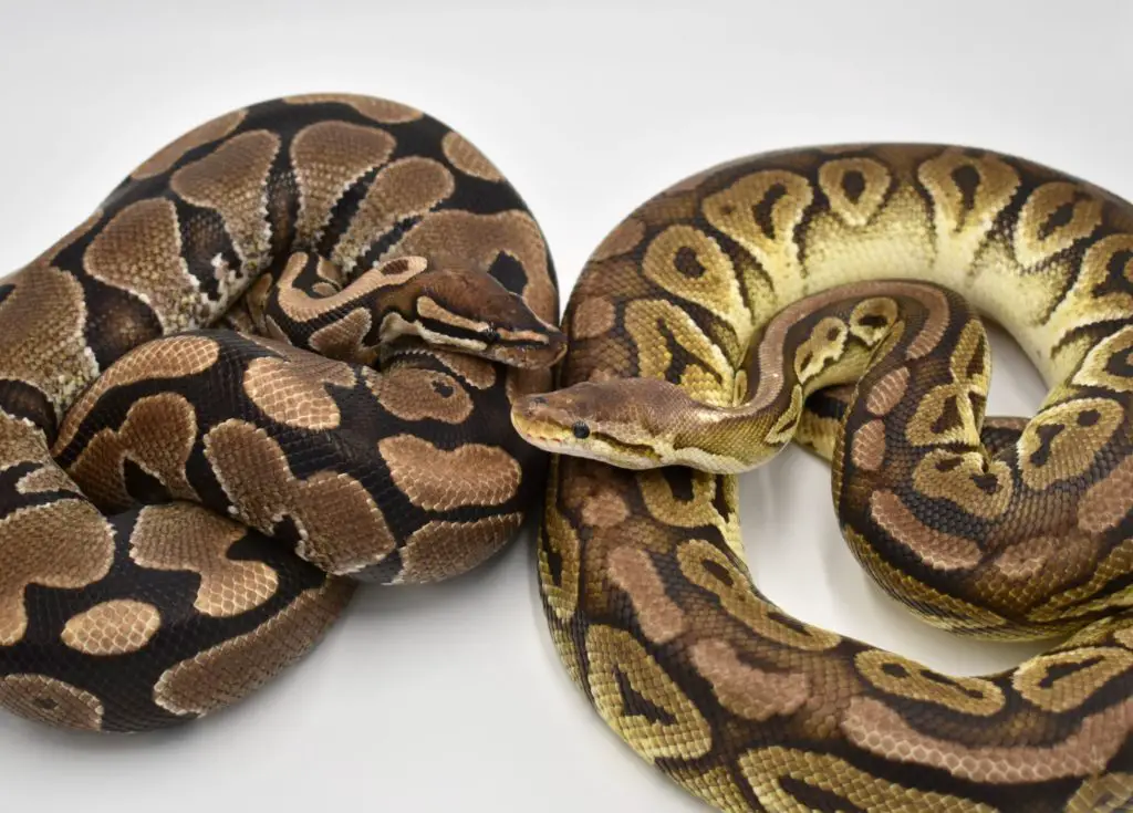 Can Ball Pythons live together?