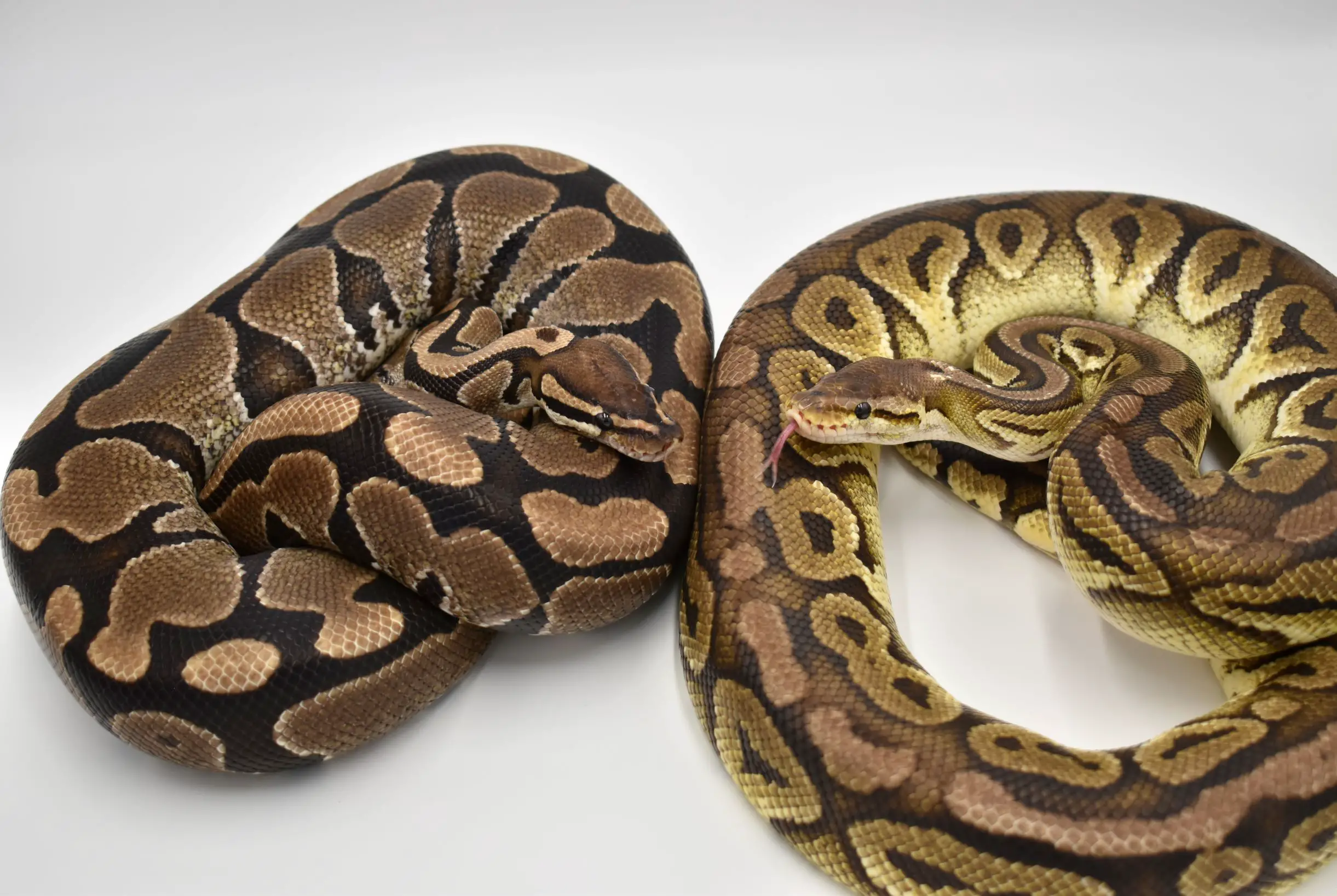 <center>Can Ball Pythons live together?