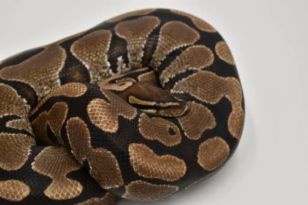 Can Ball Pythons live together?