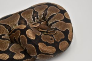 Bobby the Ball Python