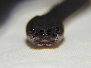 Close up of Dragon Snake rostral and labial scalation.