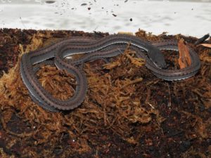 Dragon Snake resting on sphagnum moss and potting soil. This mix is probably quite appropriate for them.