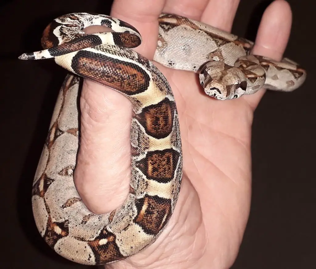 Handling a baby Common Boa.