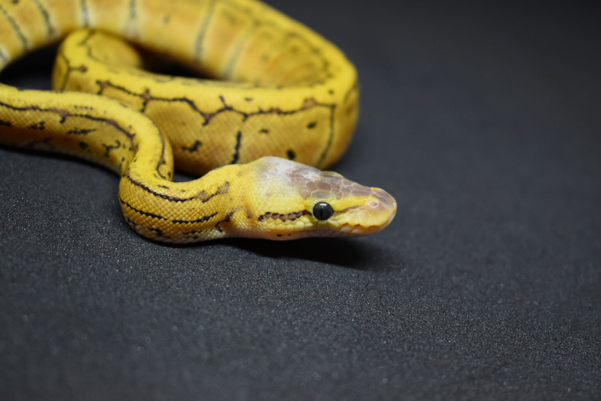 Lemon Blast Ball Python morph guide and breeding tips | BALL PYTHON