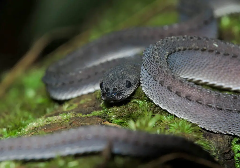 Dragon Snake showing dorsal scalation