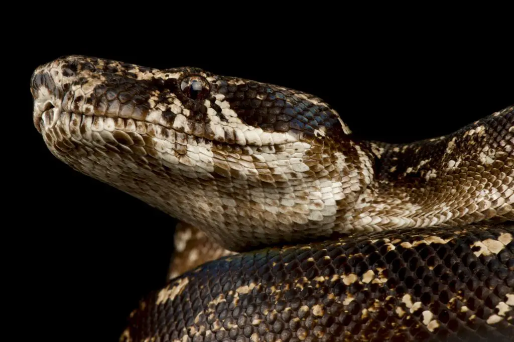 The beautiful Argentine Boa