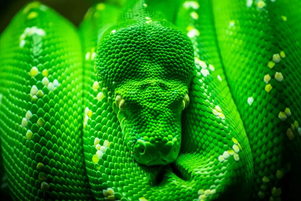 A beautiful adult Green Tree Python.