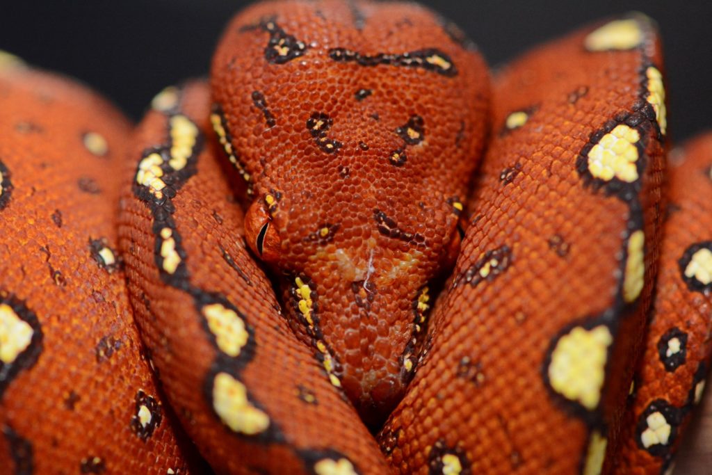 A beautiful maroon juvenile Green Tree Python. This colouration will transition to green and white or yellow with age.