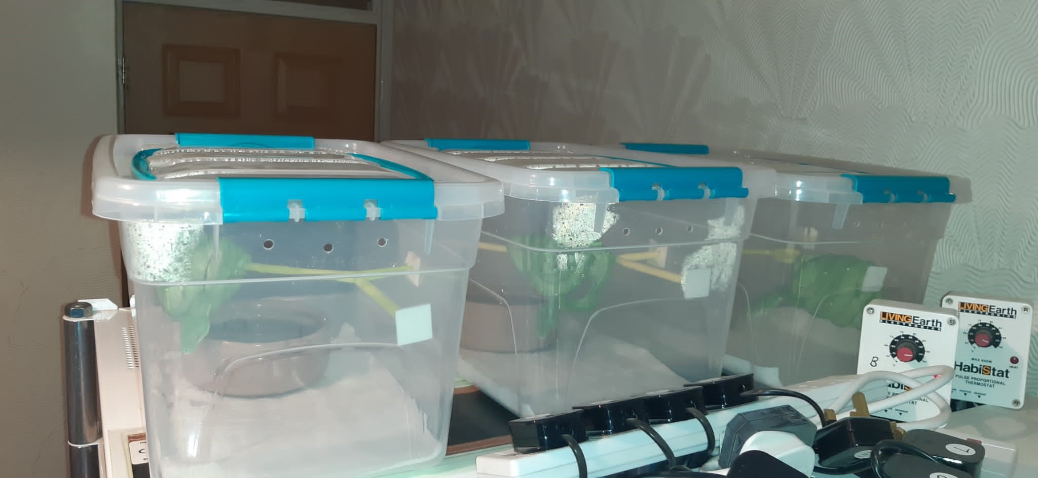 A good example of a juvenile Green Tree Python setup. Plastic tubs on a heat strip connected to a pulse-proportional thermostat