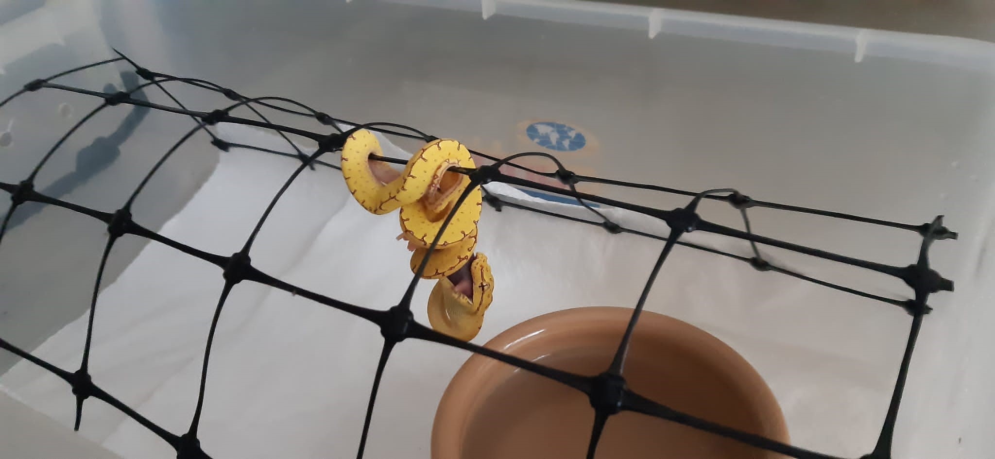 Baby Manokwari Green Tree Python feeding on a pinkie. Notice how comfortable it is using plastic fencing as a perch