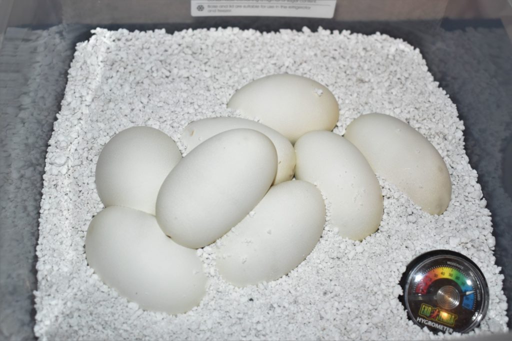 Eggs incubating at Ball Python Breeder UK