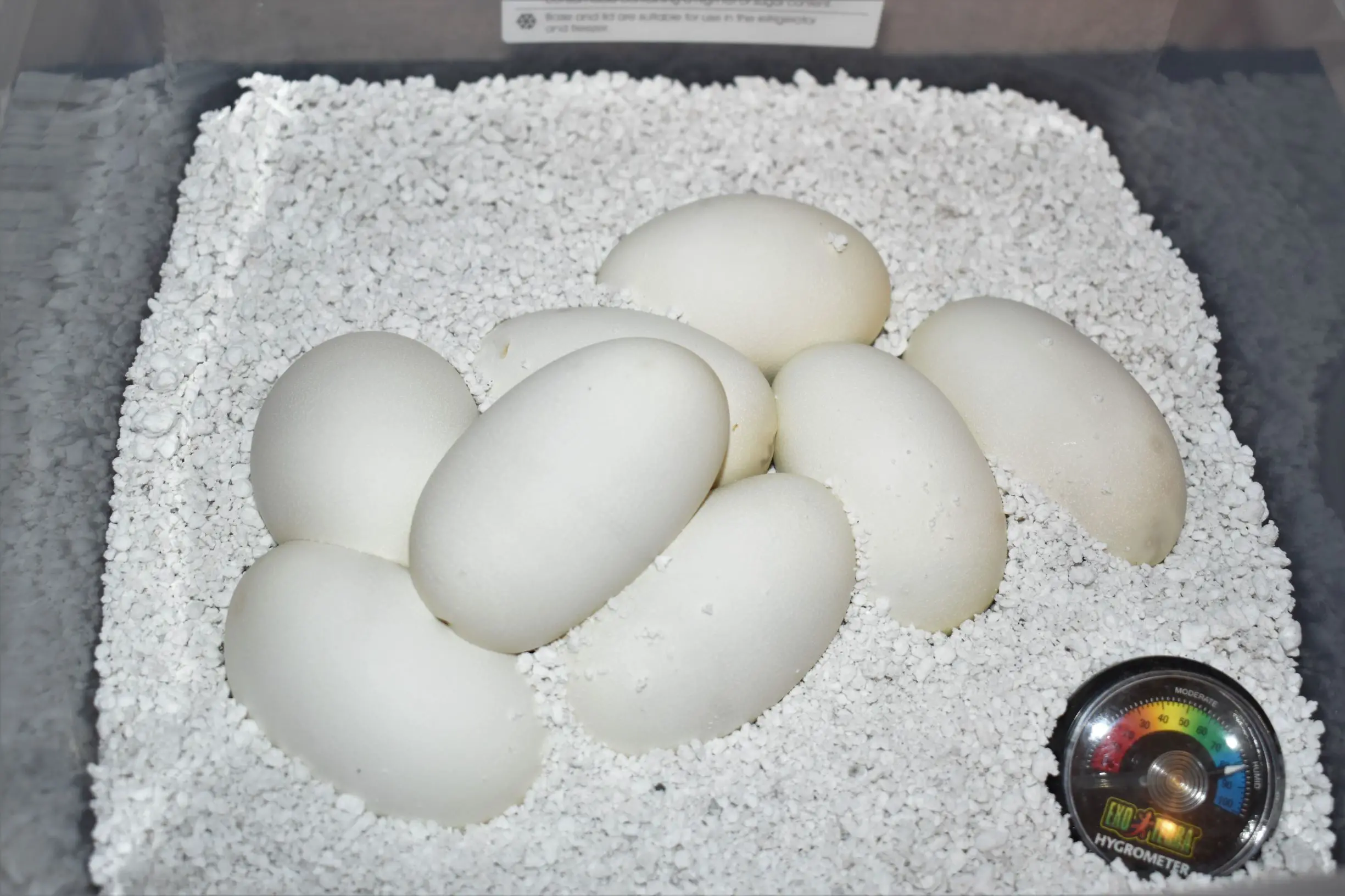 <center>How many eggs do Ball Pythons lay?