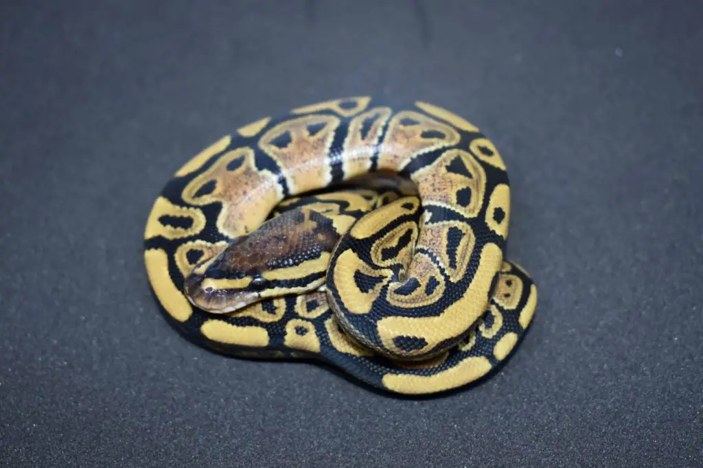 Ball Python egg incubation