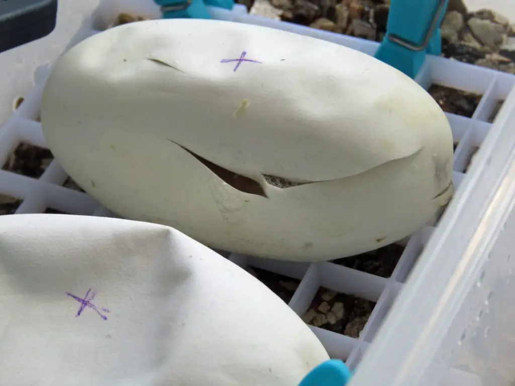 Substrate less Ball Python egg incubation.