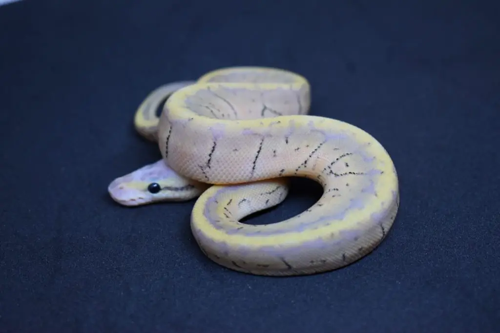 lemon blast ball python