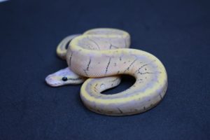 Super Lemon Blast, A.K.A. Killerblast Ball Python