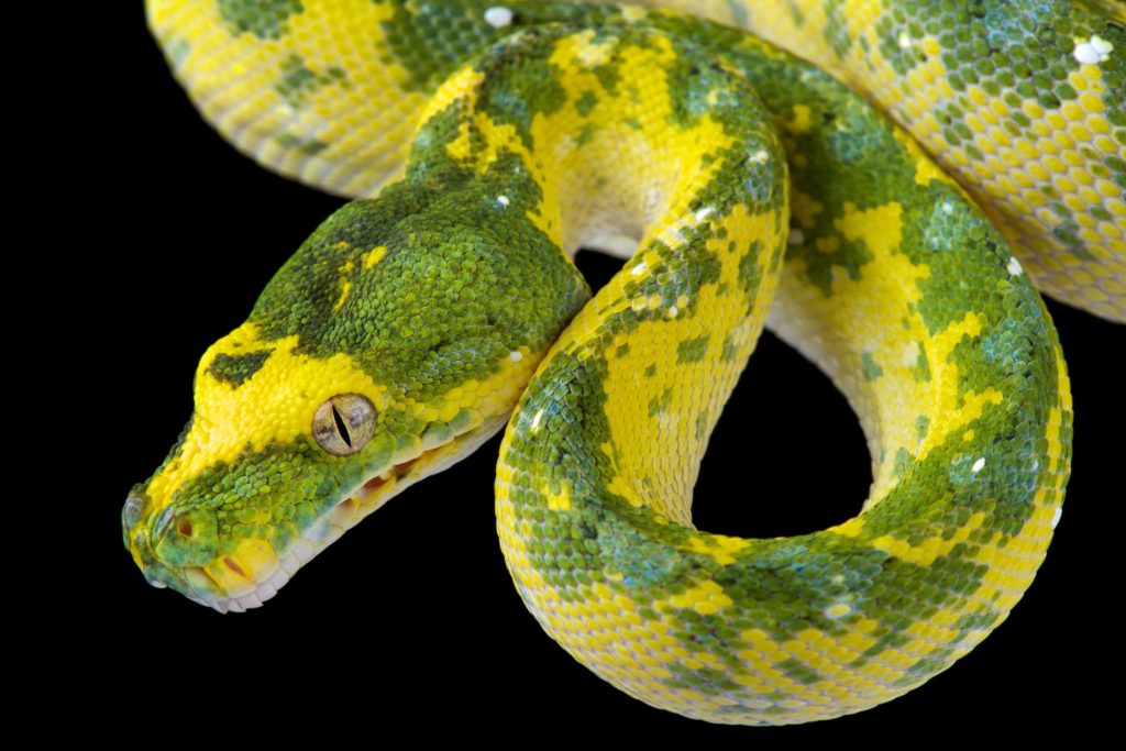are green tree pythons good pets?