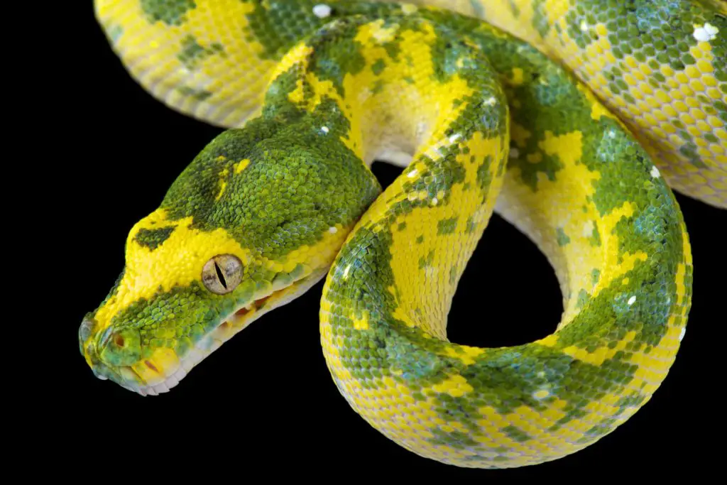 Green Tree Python Care Sheet