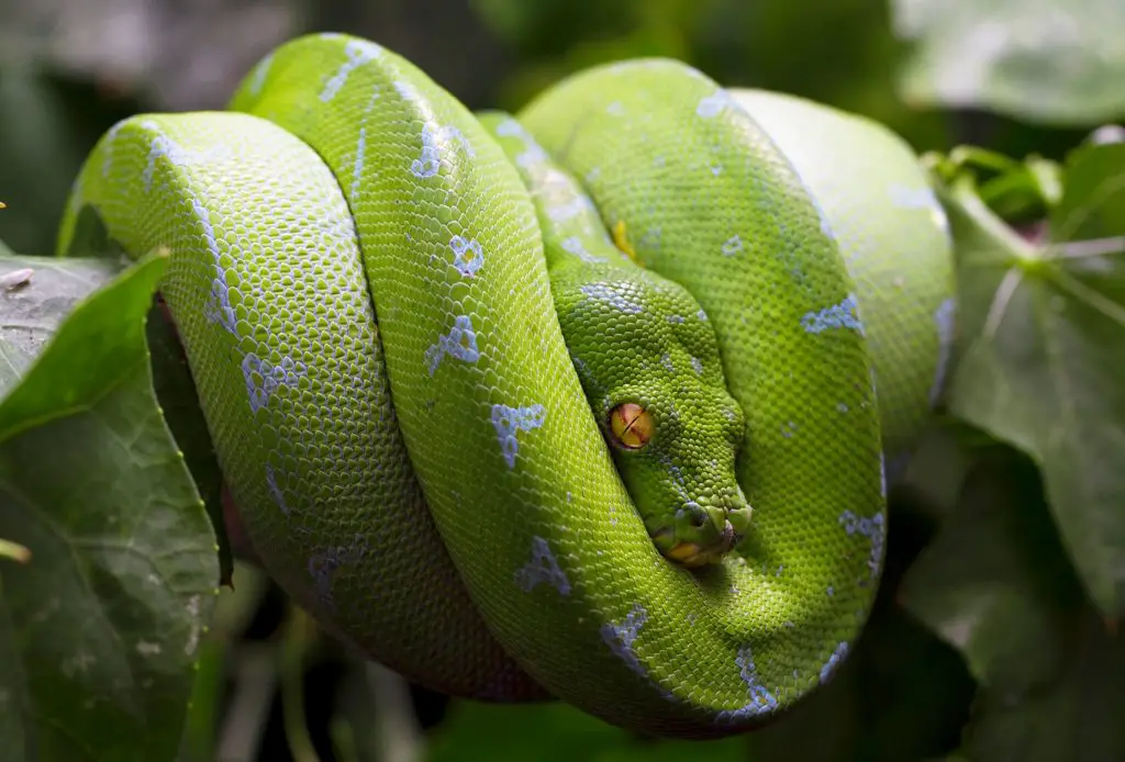 Typical Green Tree Python perching posture.