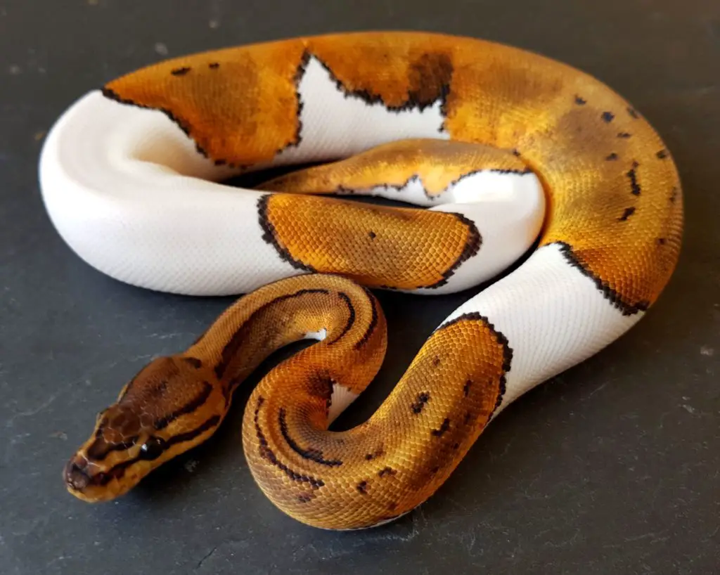 best substrate for ball pythons