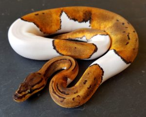 A juvenile Pinstripe Pied Ball Python