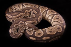 An adult Cinnamon Ball Python