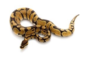 Enchi Ball Python on white background.