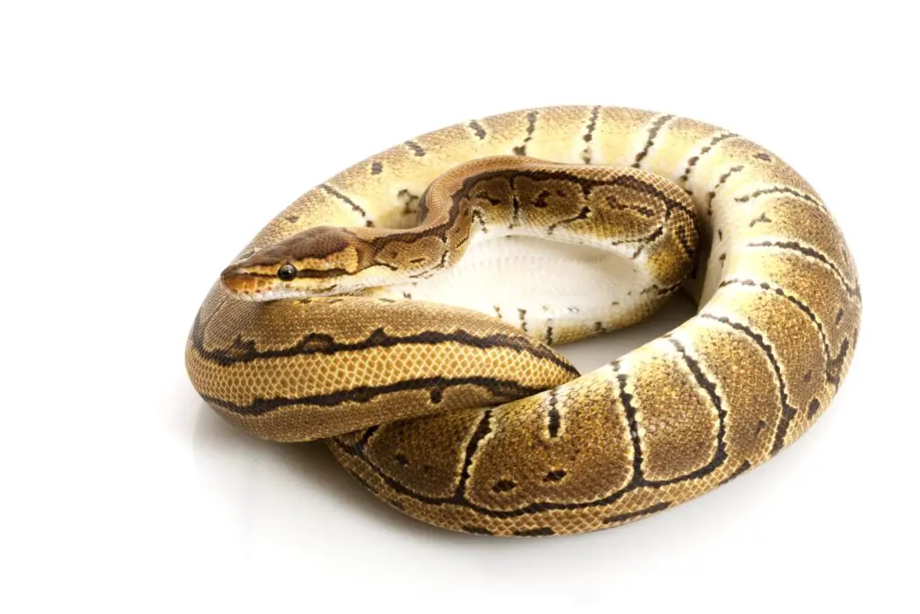Dominant and Co-dominant Ball Python Morphs