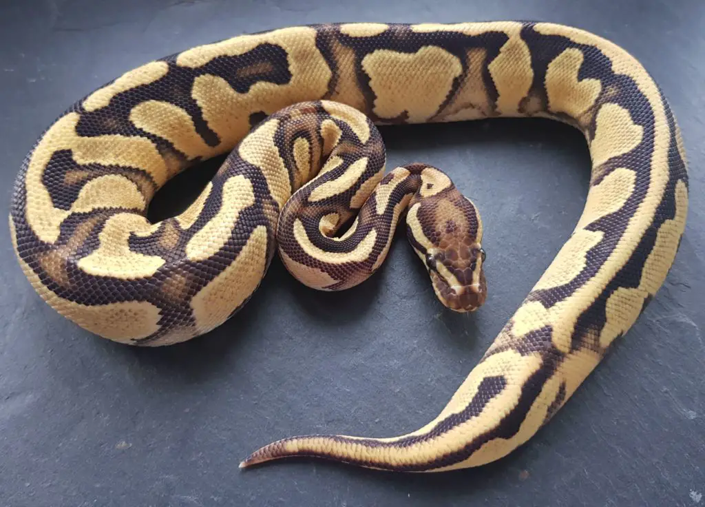 Orange Dream Fire het' Pied Ball Python