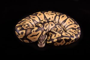 Pastel Ball Python on black background.