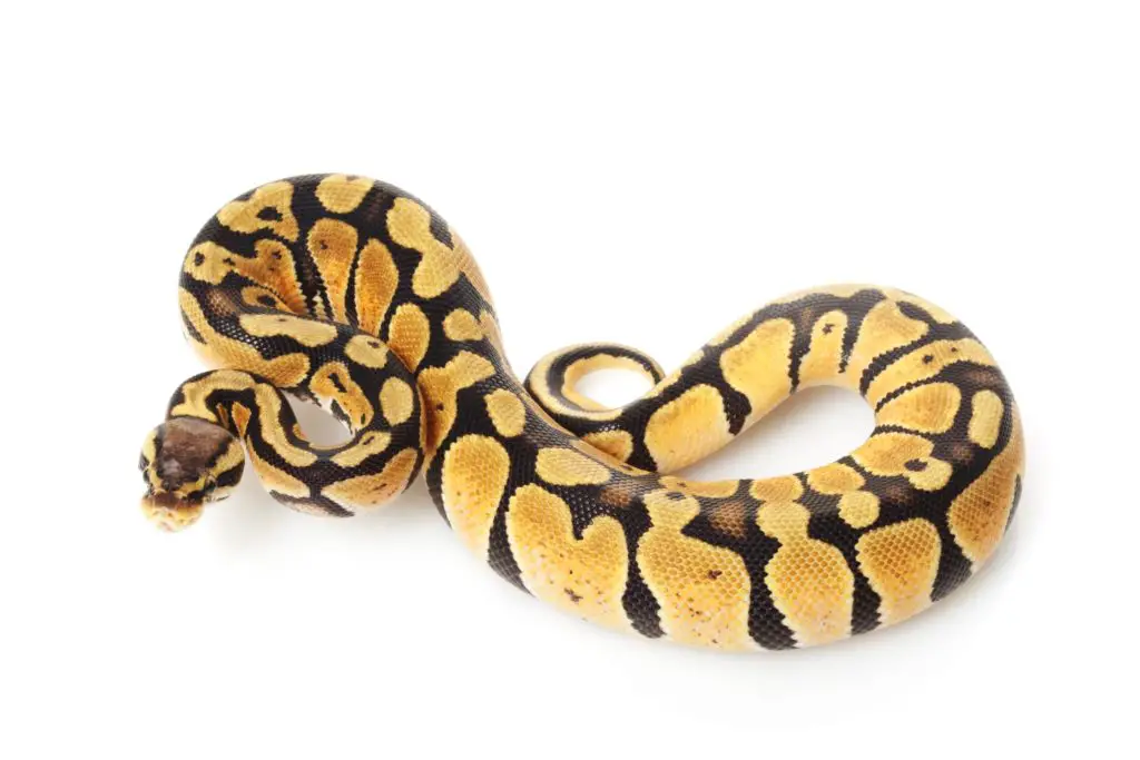 Pastel Ball Python 