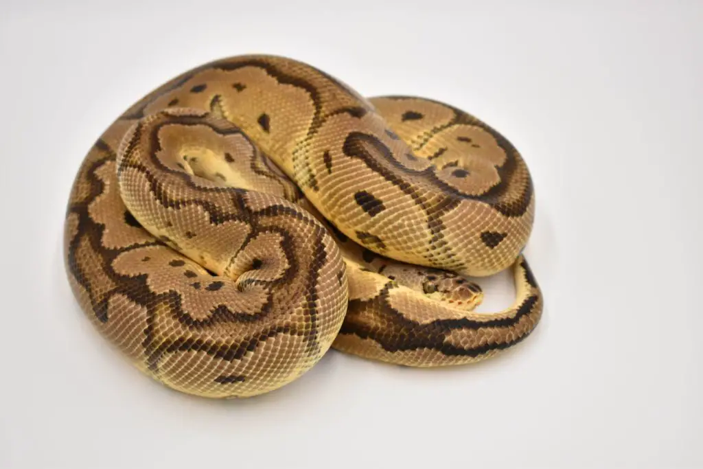 Recessive Ball Python Genes