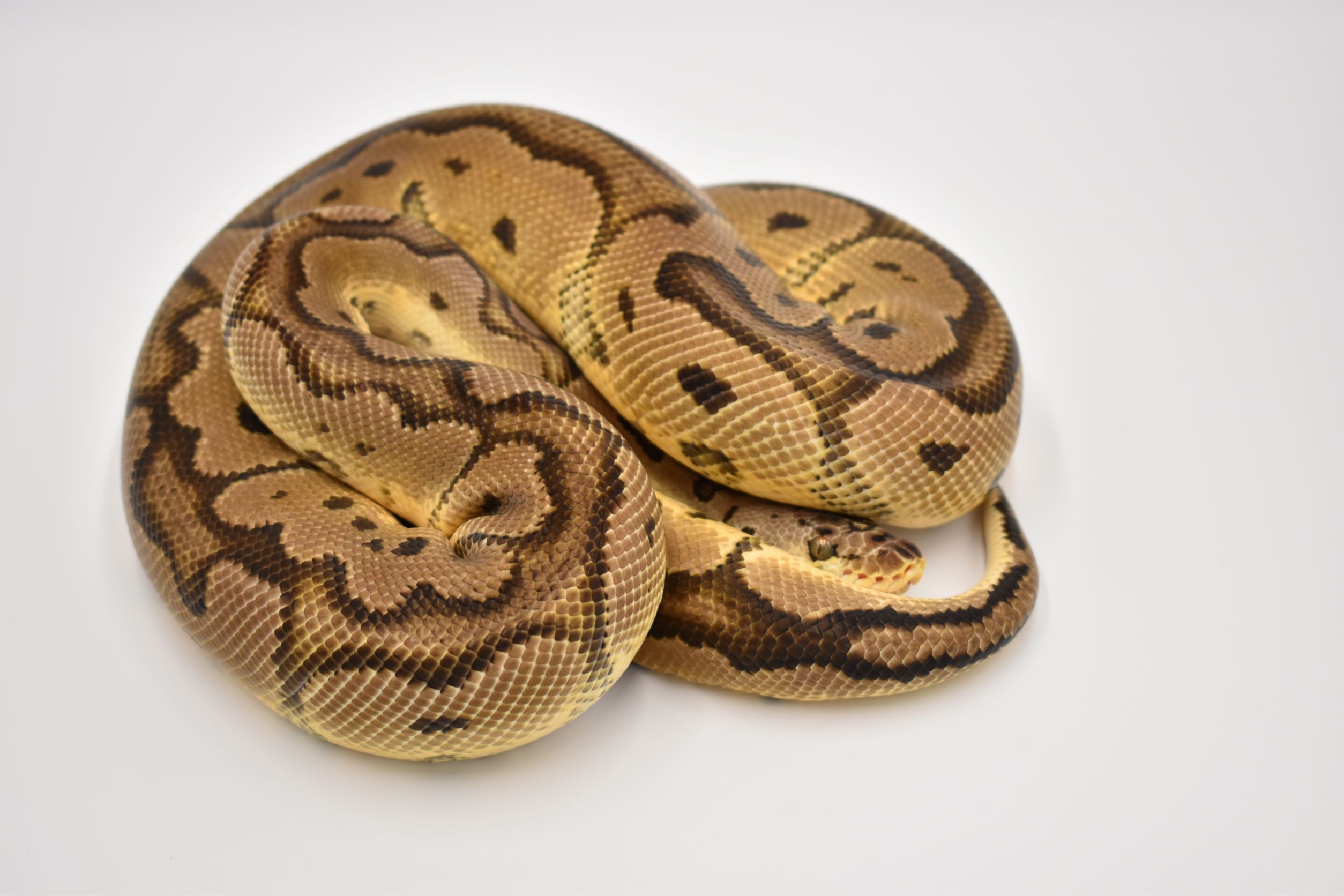 When is ball python breeding season?