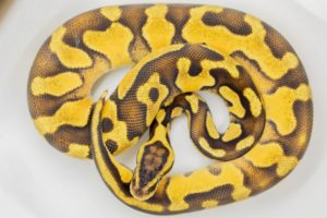 Unidentified Enchi morph