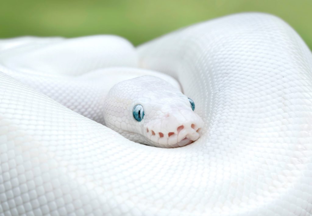 A Blue Eyed Leucistic (B.E.L.) Ball Python