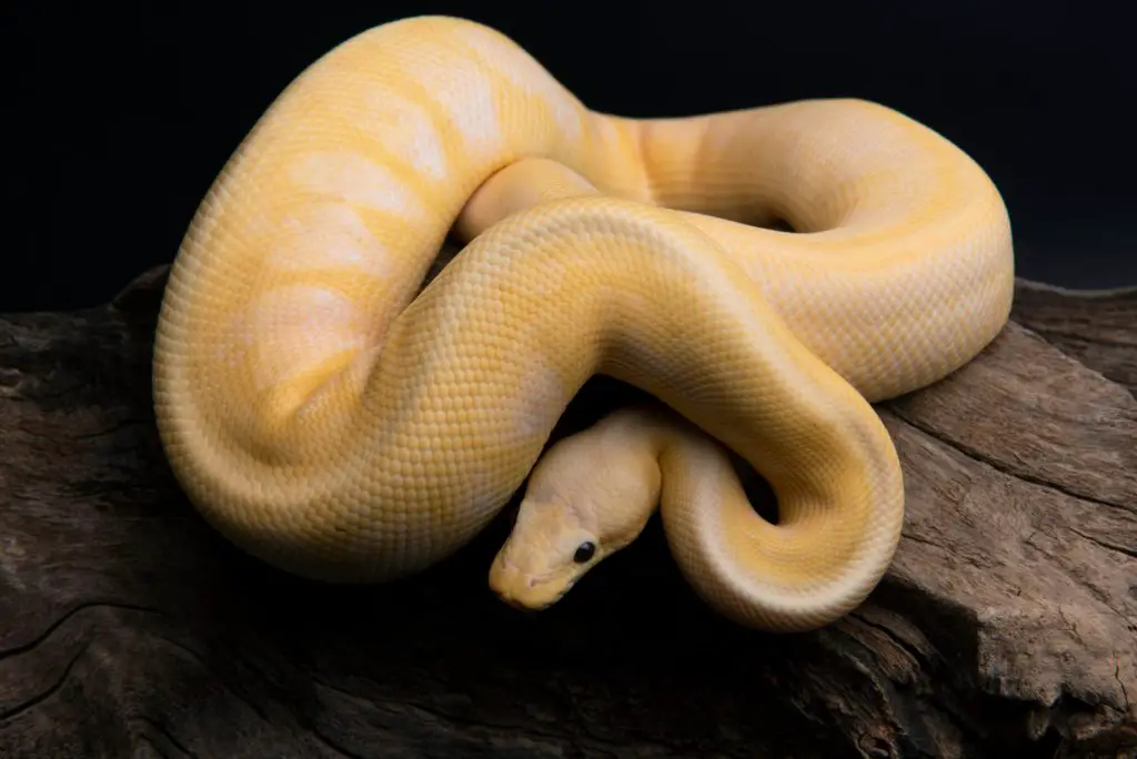 do ball pythons make good pets?