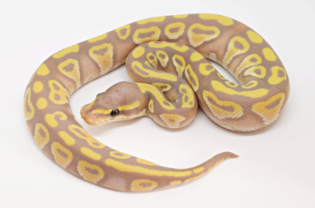 A hatchling Banana Chocolate Mojave Ball Python