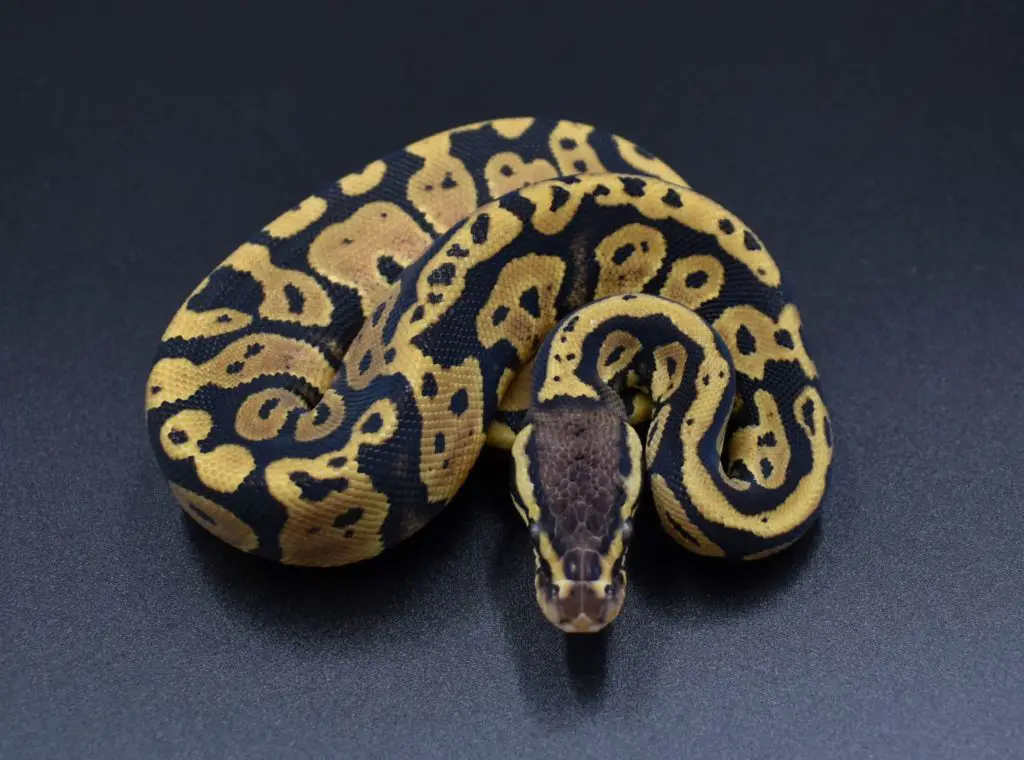 Acid Pastel Ball Python