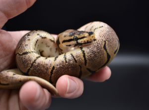 Acid Spider Ball Python