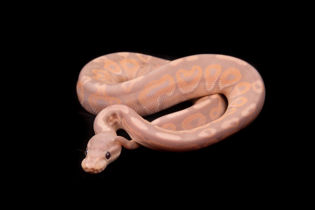 Coral Glow Cinnamon Ball Python hatchling.