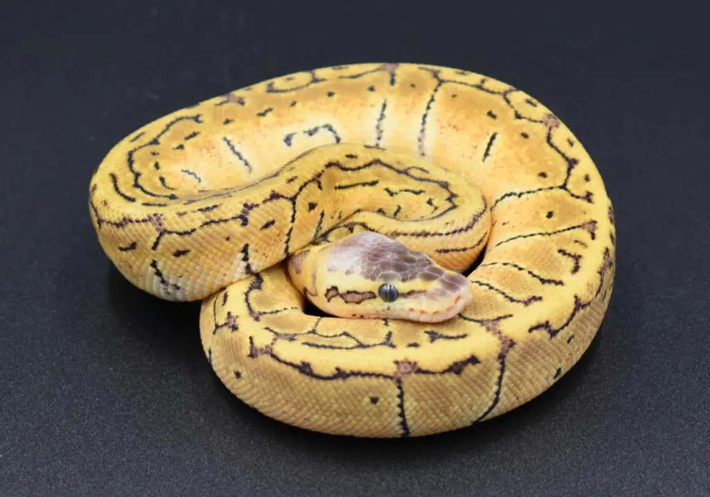 Ball Pythons for Sale