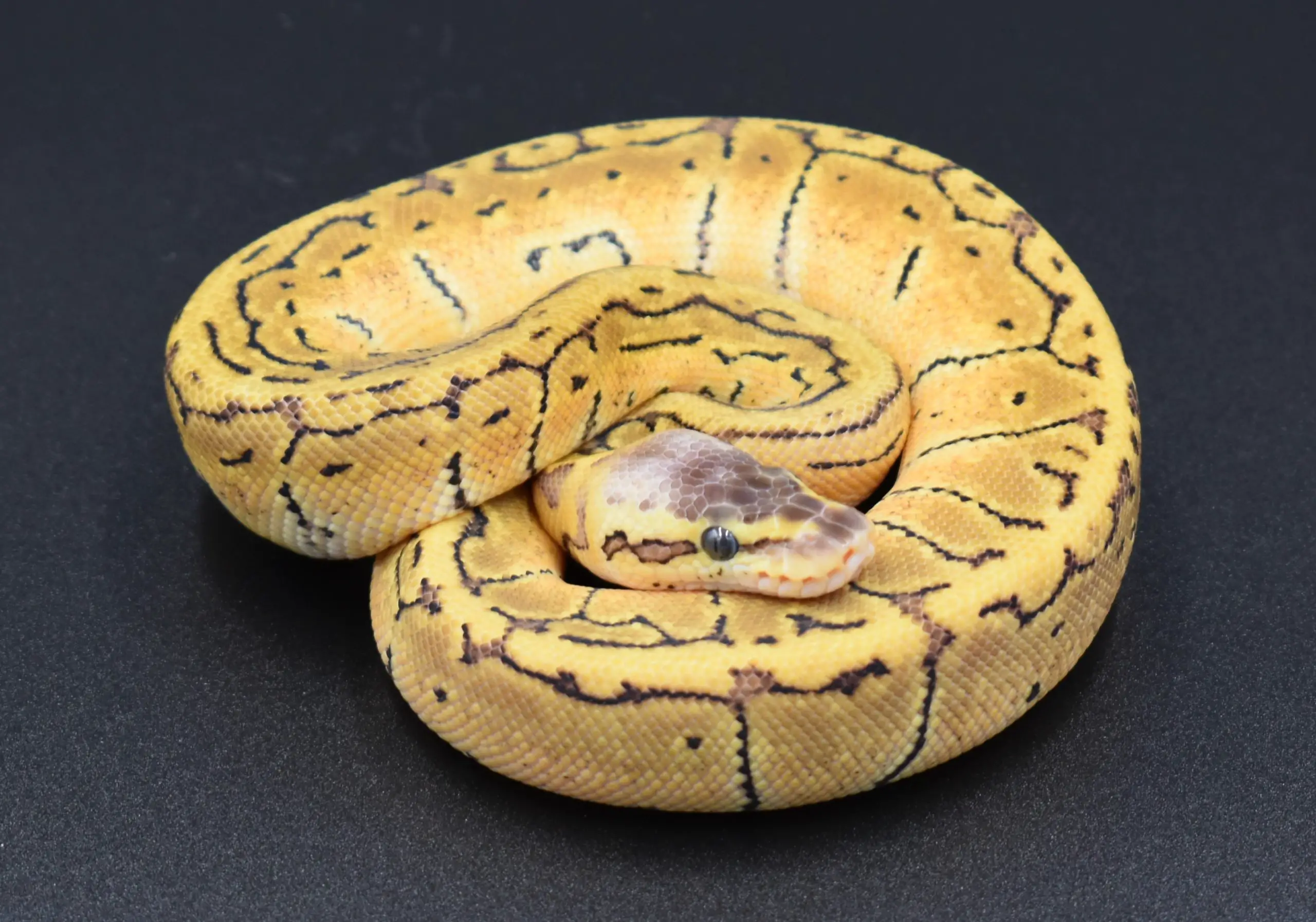 Least expensive ball python morphs