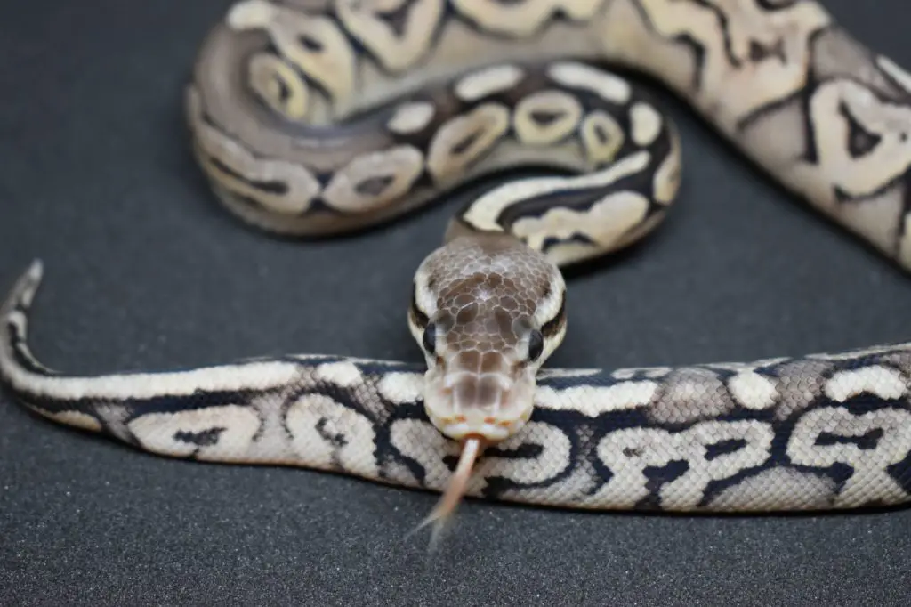 Pewter Ball Python Morph guide