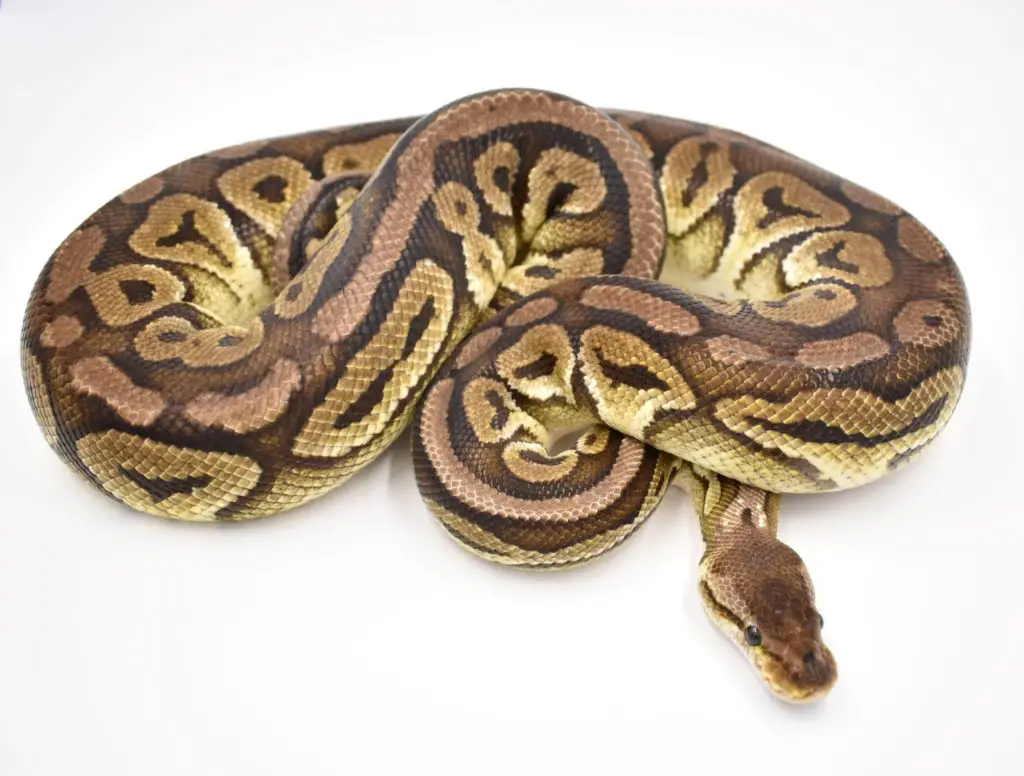 Polygenic Ball Python Morphs