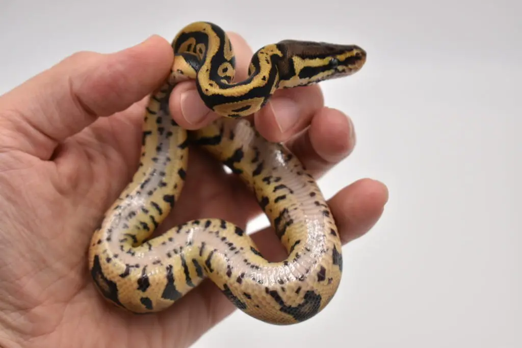 acid pastel ball python belly