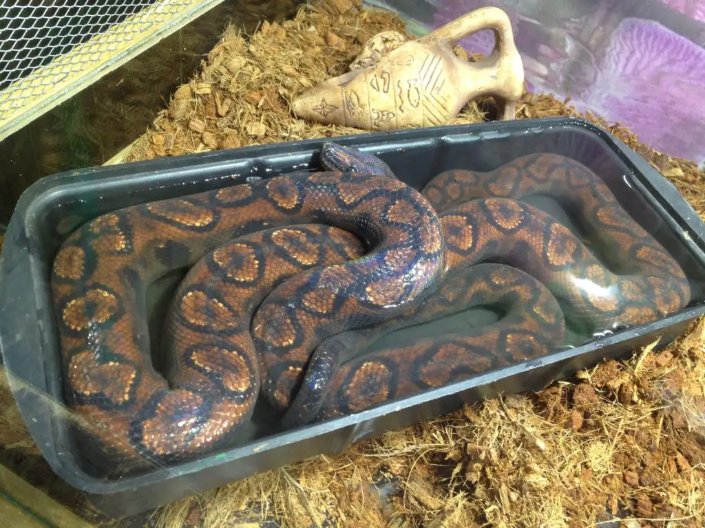 A Brazilian Rainbow Boa having a soak.