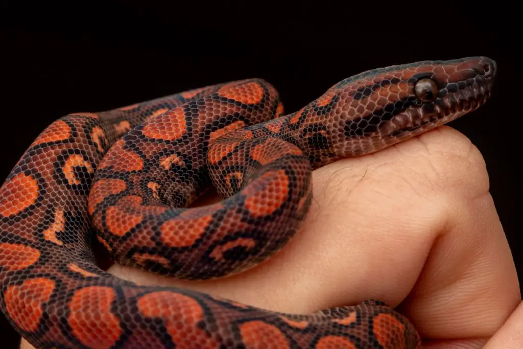 A Brazilian Rainbow Boa with nice mahogany colouration.