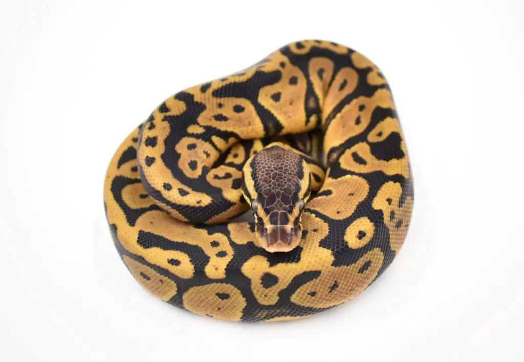 best bedding for ball pythons