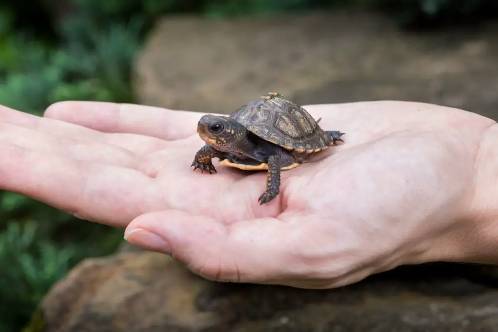 A juvenile Eastern Box Turtle.